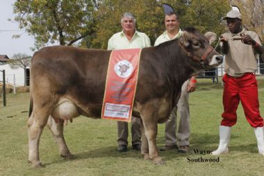 L 5363 - Junior Champion and Grand Champion cow of Eduan stud with Gawie (0828979555) and Willem (0827757067)